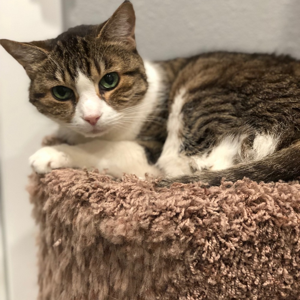 Meet your Posher, Orzalla